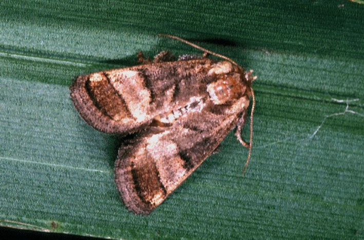  p>窃达刺蛾(学名: i>darna trima /i>)是刺蛾科,刺蛾属动物.