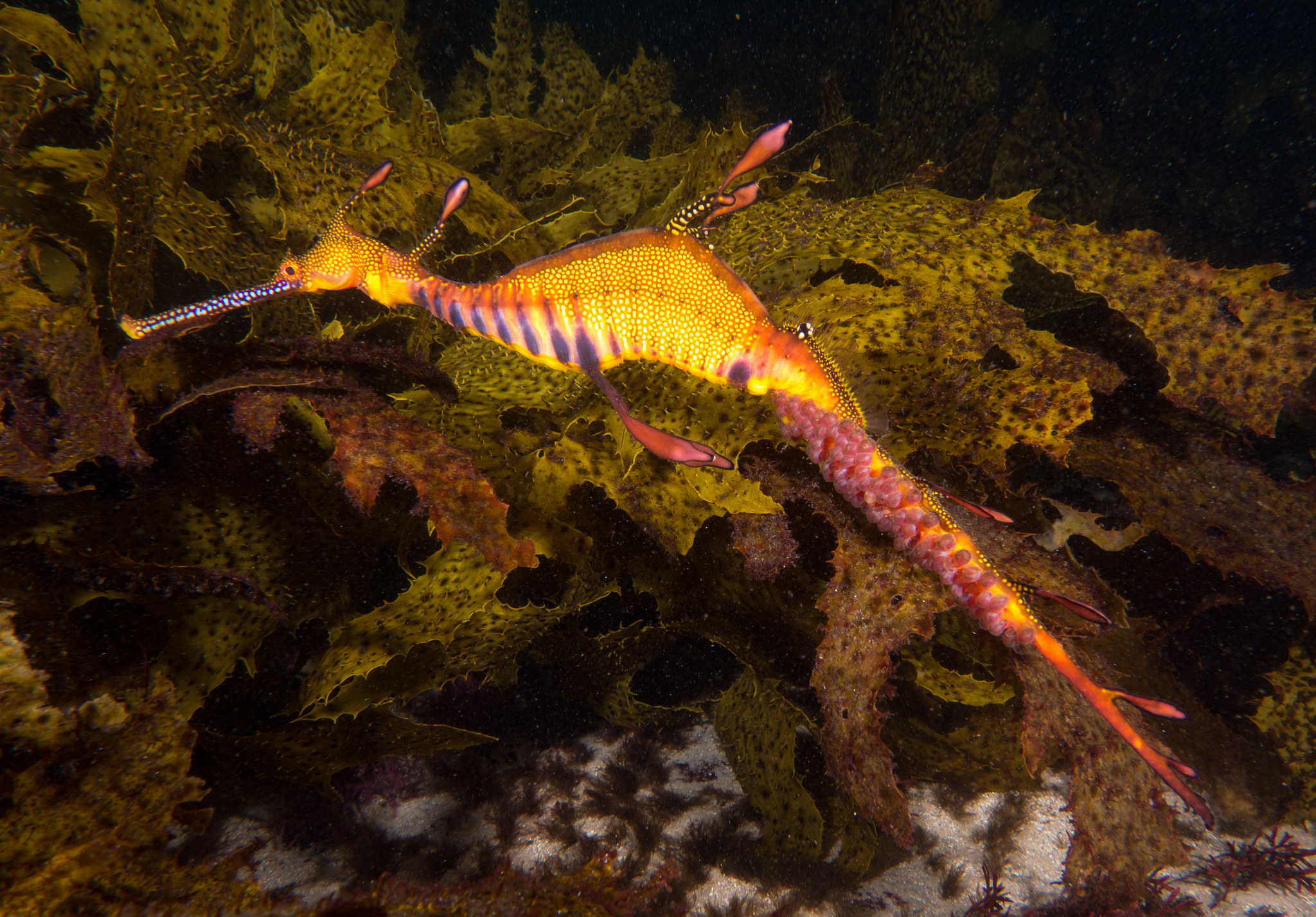  p>草海龙(学名: i>phyllopteryx taeniolatus /i>),是海龙科,叶海马