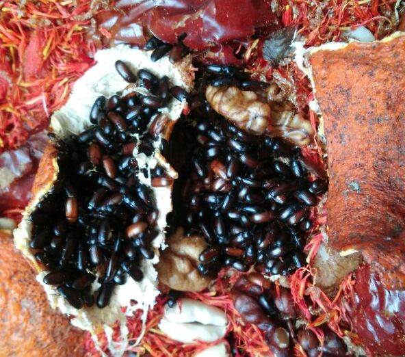  p>九龙虫是鞘翅目拟步行虫科的一种昆虫,别名"洋虫",分布于东南亚