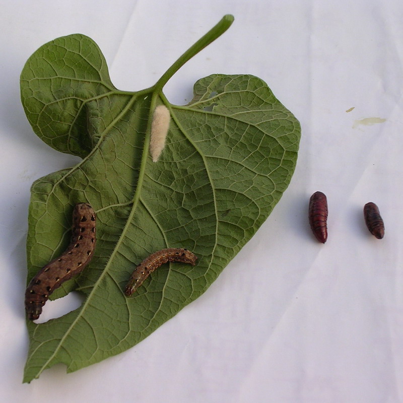  p>斜纹夜蛾(学名: i>spodoptera litura /i> fabricius)属 a href="