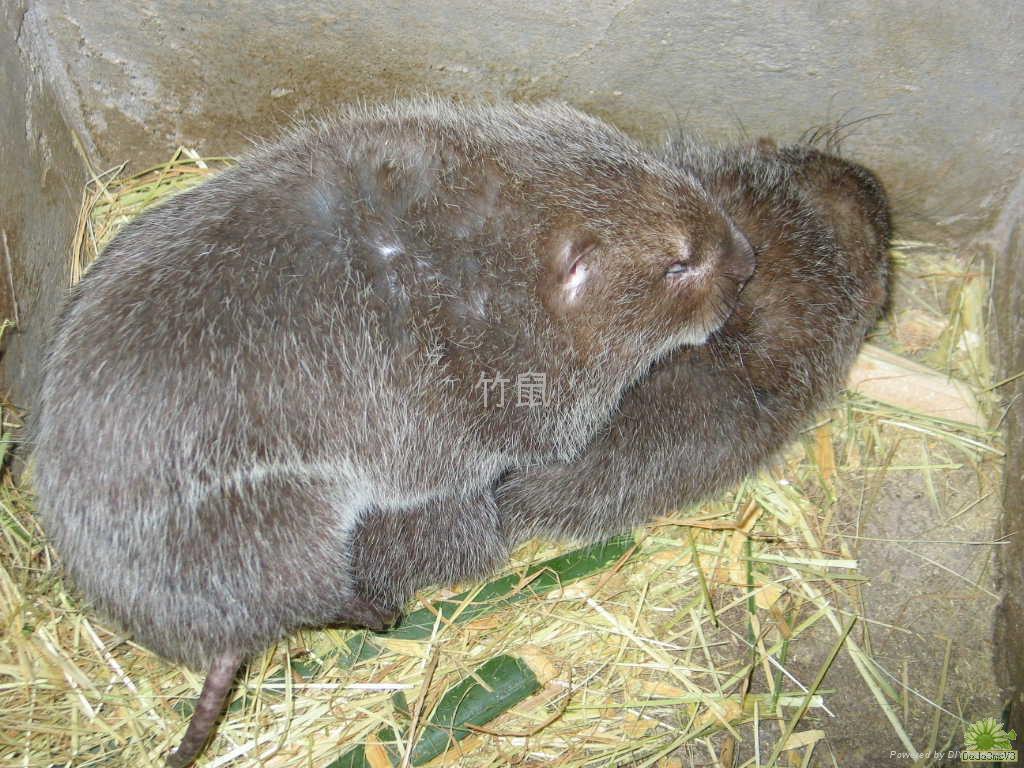 竹鼠油