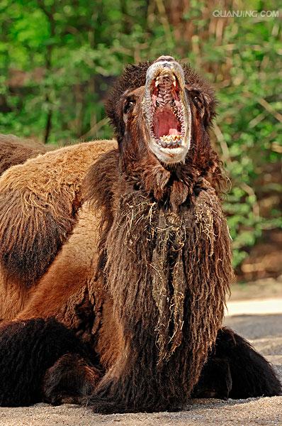  p>野骆驼(学名: i>camelus ferus /i>)巨大的 a target="_blank"