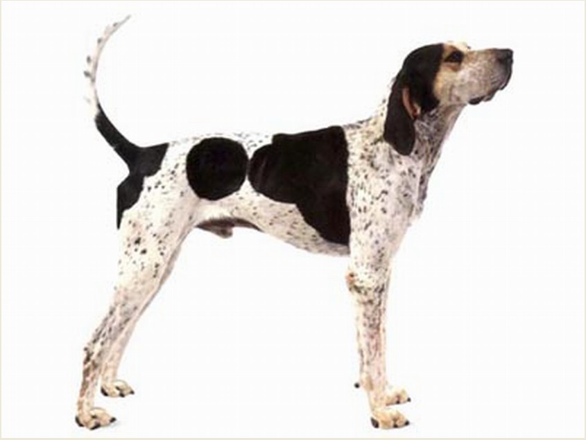 布鲁特克猎熊犬