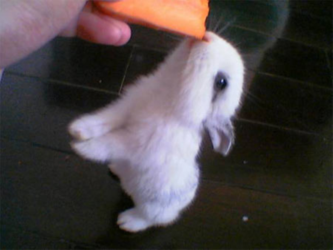  p>迷你兔属于 a target="_blank" href="/item/宠物兔/7042165" data