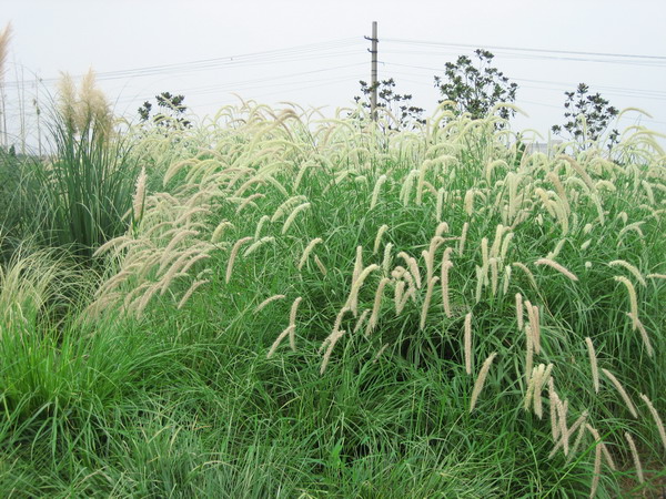  p>蒲苇属(学名:cortaderia stapf)是禾本科下一个属.
