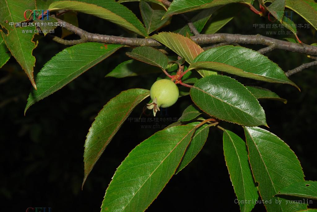  p>台湾林檎,是 a>苹果属 /a>植物,产于台湾,分布于越南,老挝.