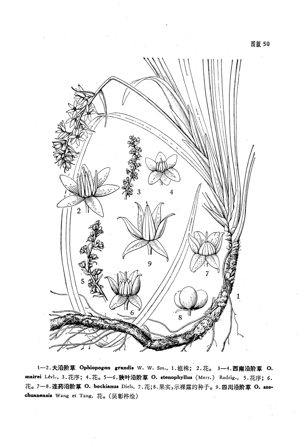  p>四川沿阶草(学名: i>ophiopogon szechuanensis wang et tang, /i>
