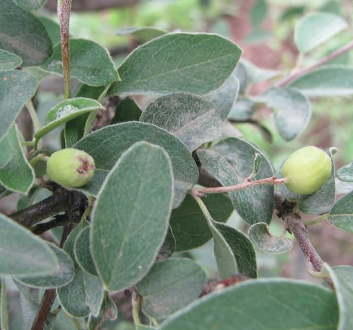 smith)是蔷薇科栒子属的植物,常绿灌木,高达3米;枝条开张,小枝圆柱形