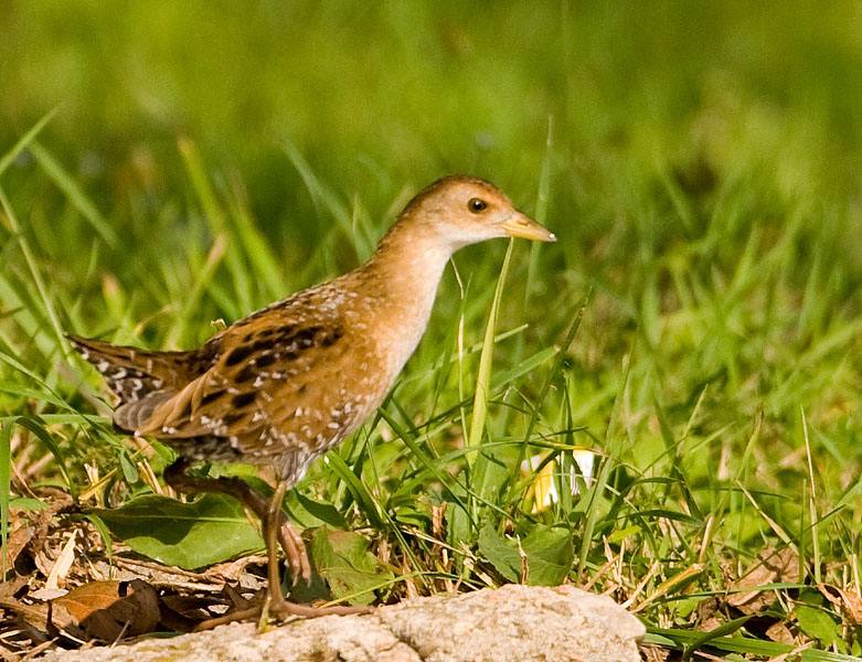 coturnicops noveboracensis