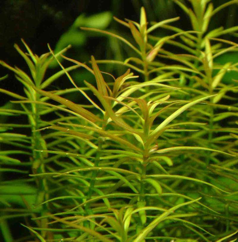 牛顿草