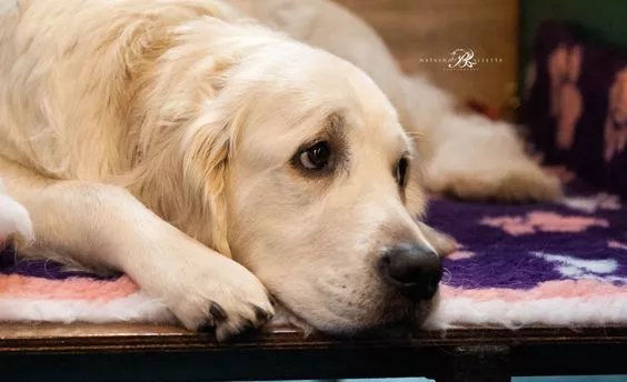 犬舍繁殖的二十条金科玉律 准则11 百科ta说