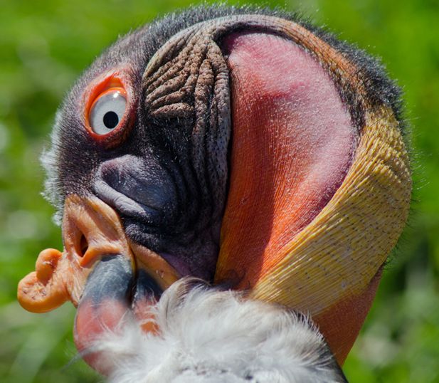  p>王鹫(学名:sarcoramphus papa),又名国王秃鹫,是大型食腐鸟类.