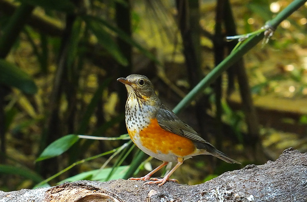  p>灰背鸫(学名: i>turdus hortulorum /i>)是中型 a href="#" data