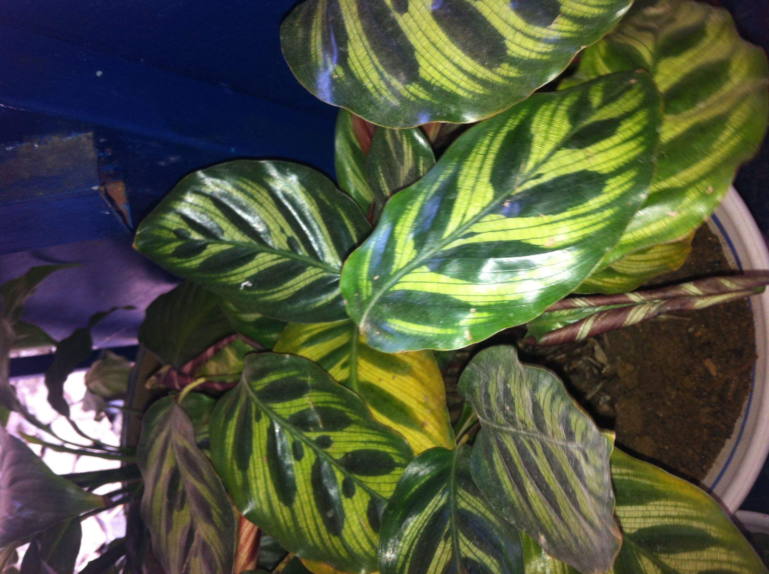  p>绒叶肖竹芋〔学名: i>calathea zebrina /i> (sims) lindl.