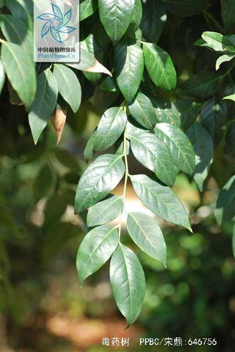  p>毒药树(学名: i>sladenia celastrifolia /i> kurz)是猕猴桃科毒药