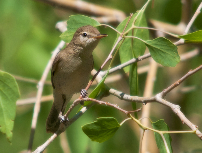  p>草绿篱莺(学名: i>iduna pallida /i>):体长13厘米.