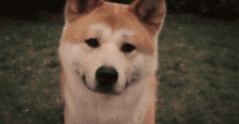 忠犬八公的电影形象