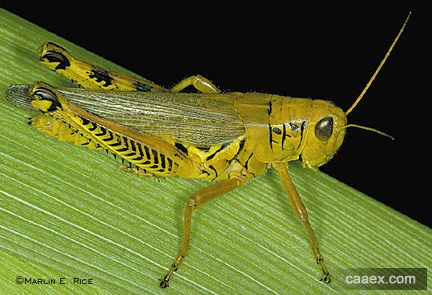  p>大赤翅蝗( i>celes skalozubovi akitanus  /i>(shiraki, 1910))是