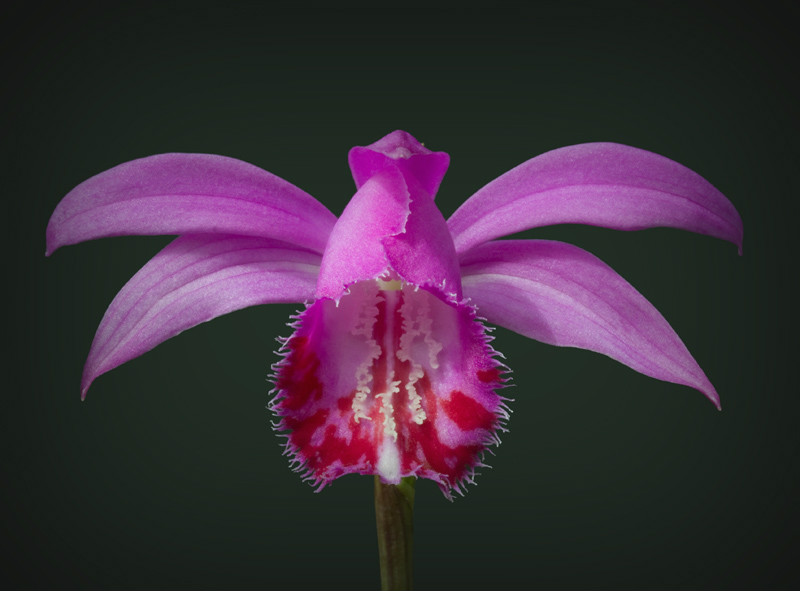 ex diels.) braem et h. mohr.