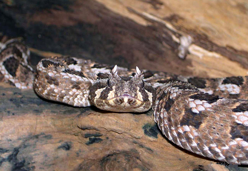 是 a target="_blank" href="/item/蛇亚目/967494" data-lemmaid="