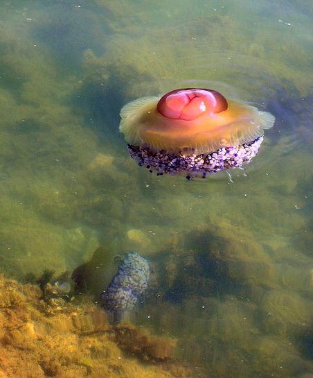 蛋黄水母