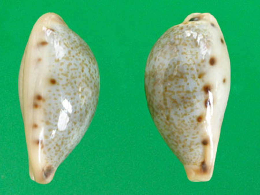  p>黄齿宝螺(学名:erronea xanthodon xanthodon)是腹足纲宝螺科的 a