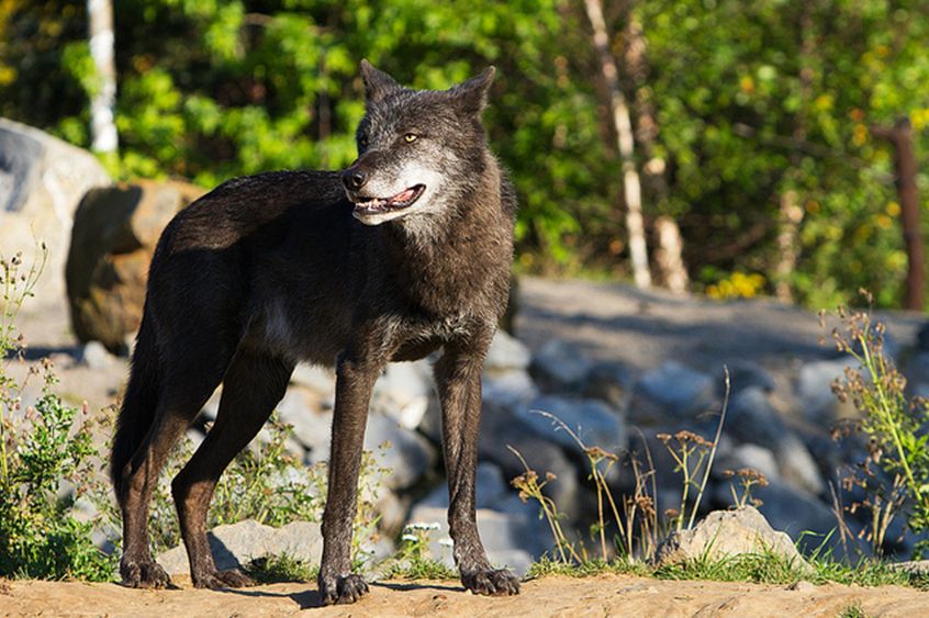  p>狼(学名: i>canis lupus /i>):是哺乳纲,食肉目,犬科的动物.