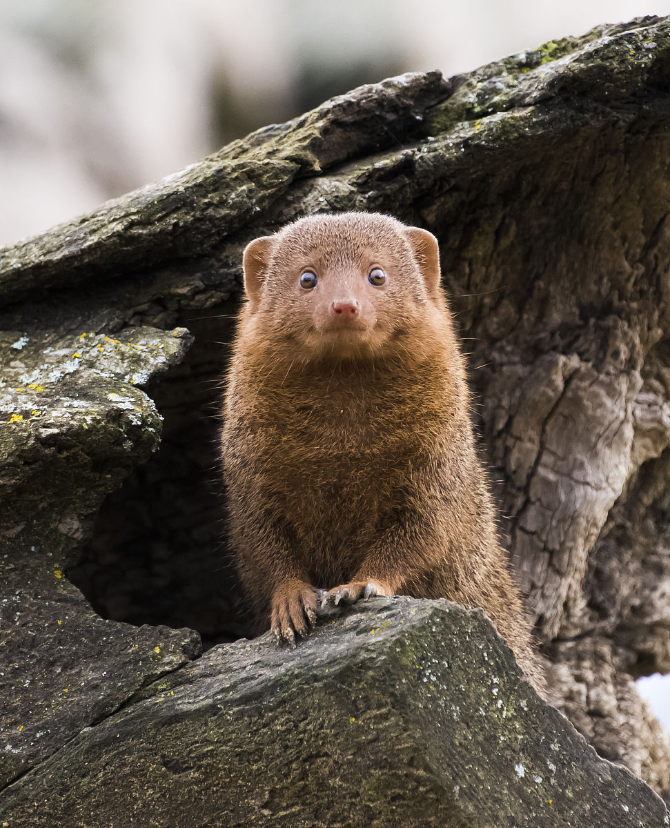 target="_blank" href="/item/食肉">食肉 /a>动物,属于獴科(herpes