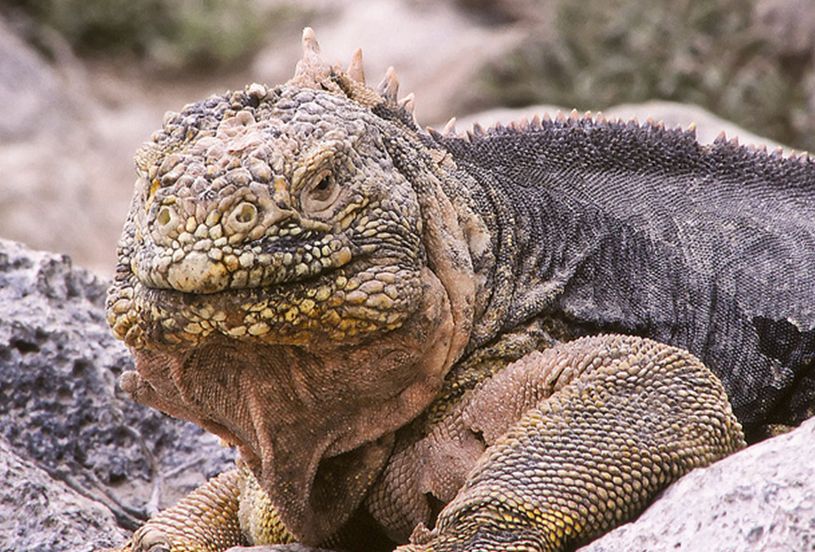  p>加拉帕戈斯陆鬣蜥(学名: i>conolophus subcristatus /i>):体重达