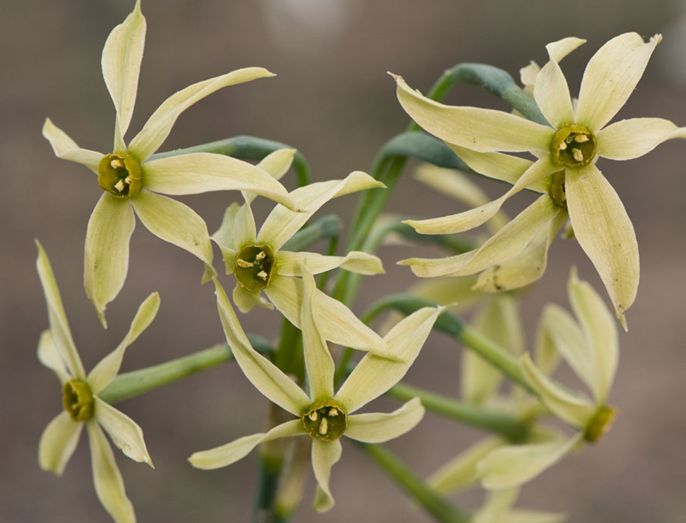  p>绿花水仙(学名: i>narcissus viridiflorus /i> schousb.