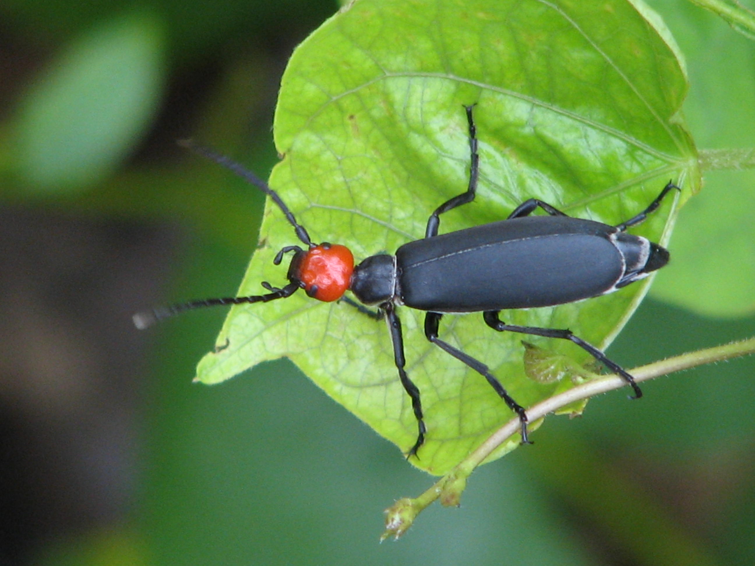  p data-id="gnx1e9d5xg">昆虫名,为鞘翅目, a target="_blank" href=