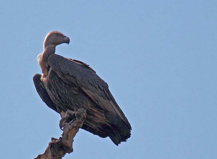 oriental white-backed vulture