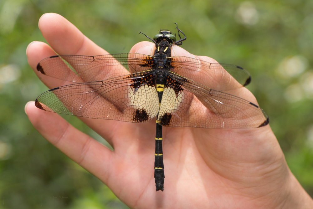 是一种美丽且体型十分巨大的 a target="_blank" href="/item/蜻蜓