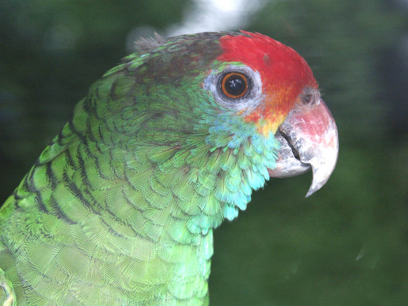  p>亚马逊鹦鹉(学名:amazona)外表帅气.