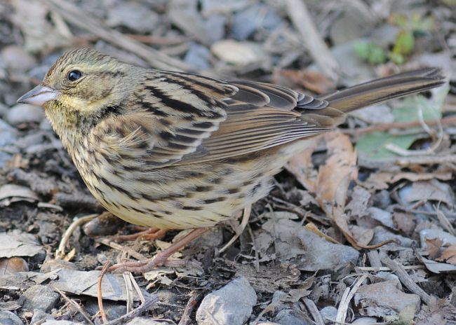  p>灰头鹀日本亚种(学名:emberiza spodocephala personata)属小型 a