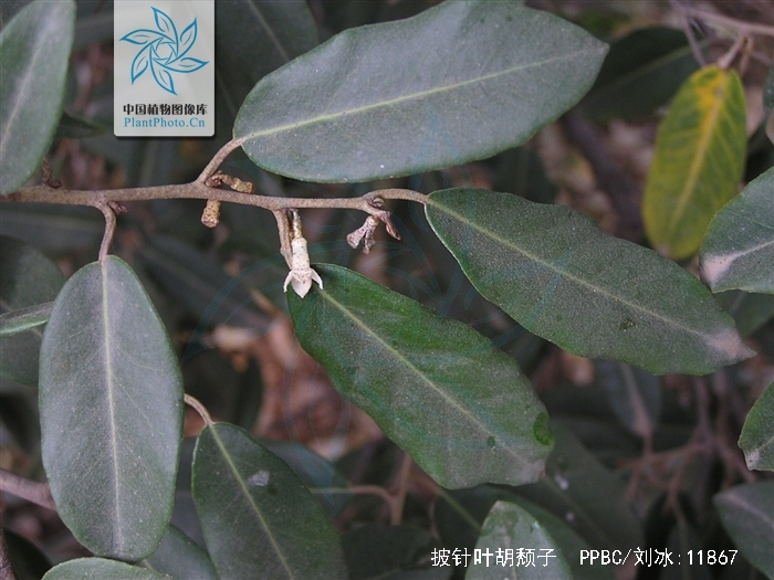  p>披针叶胡颓子,别名: a href="#" data-lemmaid="10486238">大披