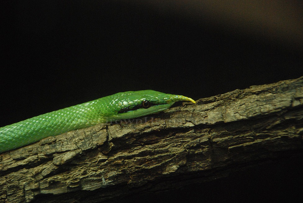  p>尖喙蛇,游蛇科尖喙蛇属物种,吻端尖出,向前方上翘,全身绿色. /p>