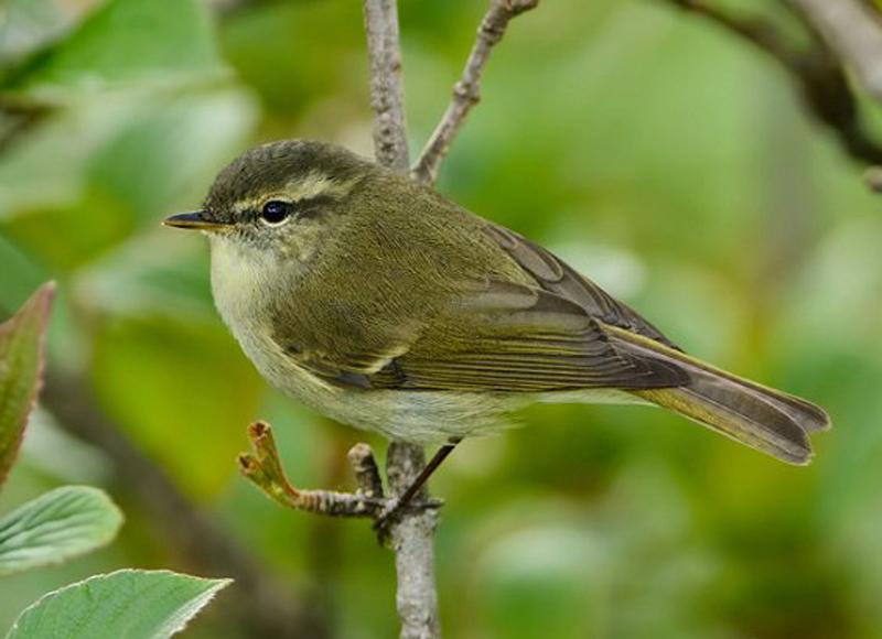  p>暗绿柳莺(学名: i>phylloscopus trochiloides /i>):小型鸟类,体长