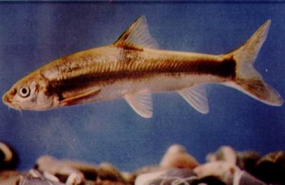  p>大理弓鱼俗称细鳞鱼,分布于云南洱海流域,牛栏江流域,是国家 a