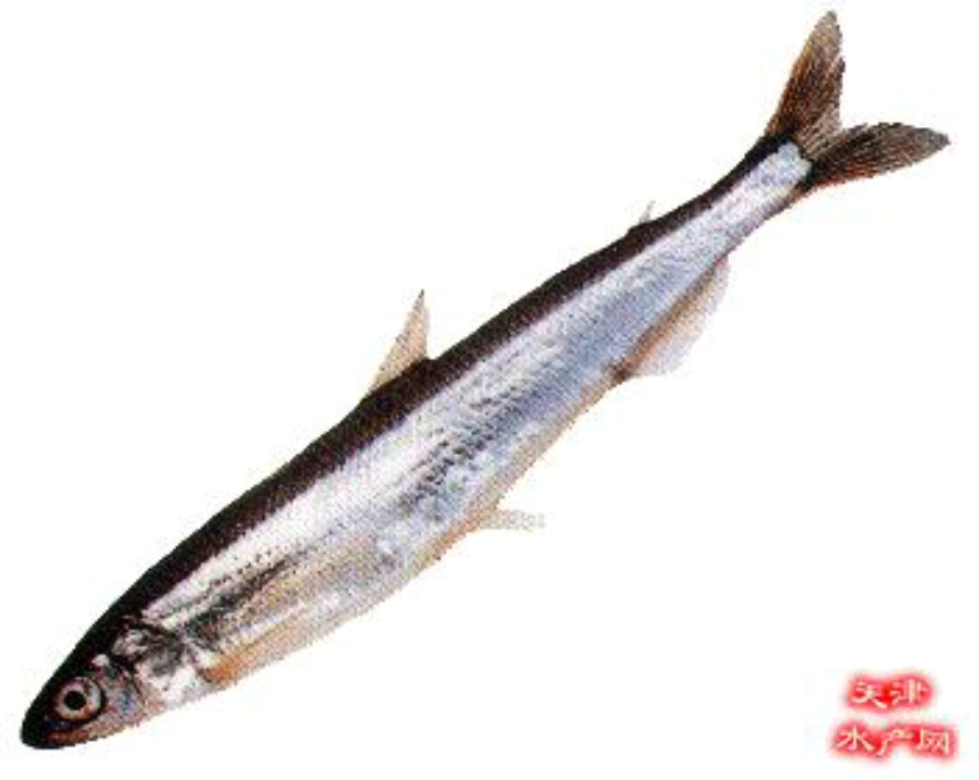  p>胡瓜鱼(学名: i>osmerus mordax&nbsp;(mitchill) /i>),为 a