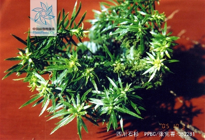 茎单一或1～2回二叉分枝,直立,老时基部仰卧,上部弯弓,斜升,顶端有