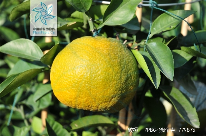  p>酸橙(学名: i>citrus aurantium /i> i>  /i>l.