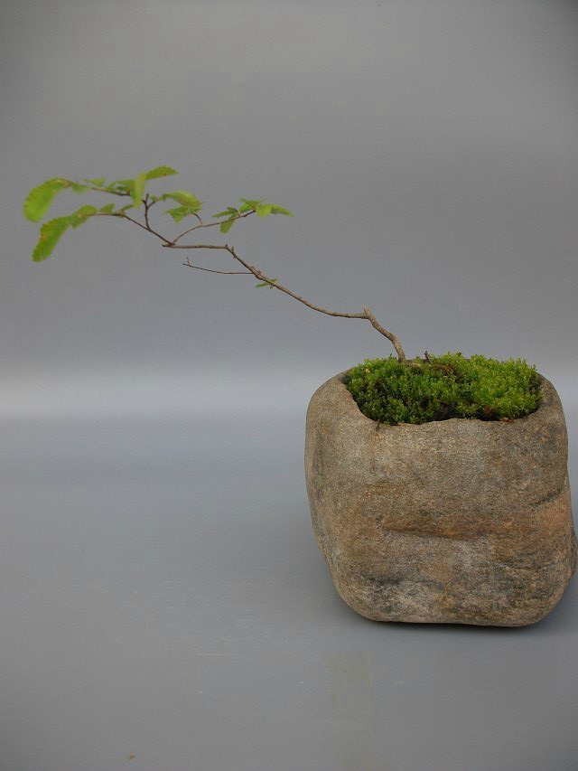 石头花盆