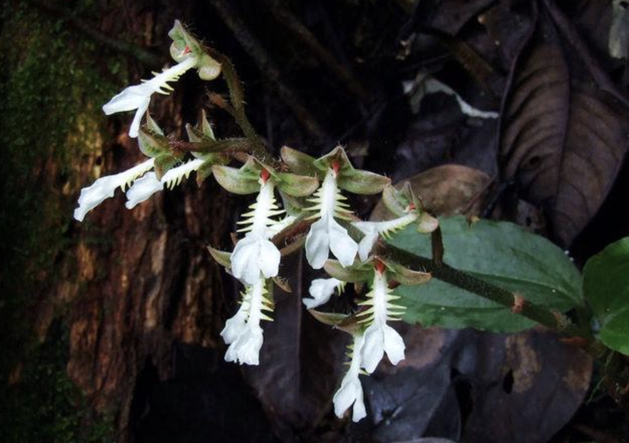 y. lang)是兰科开唇兰属植物. 产云南(耿马).