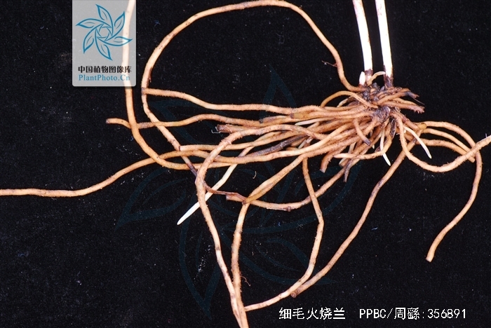  p>细毛火烧兰(学名: i>epipactis papillosa /i>  franch et sav.