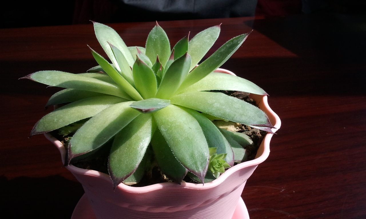 佛座莲是一种以观叶为主的小型 a target="_blank" href="/item/多肉