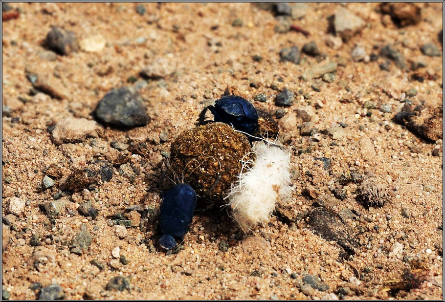  p>蜣螂(qiāng láng,英文dung beetle)俗称屎壳郎(shǐ ke làng)