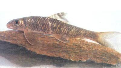  p>角鱼(学名: i>epalzeorhynchos bicornis /i>)属鲤科野鲮亚科角鱼