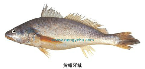 黄鳍牙[鱼或]