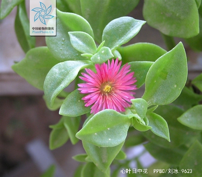  p>心叶日中花(学名: i>mesembryanthemum cordifolium /i> l. f.